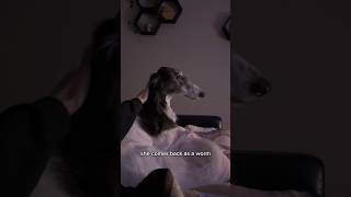 would you still love abby if she were a worm, part 2 #dogsofyoutube #dog #borzoi #silkenwindhound