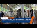 Jelang Idul Adha, Sapi Seharga Mobil Laris Manis - PONOROGO