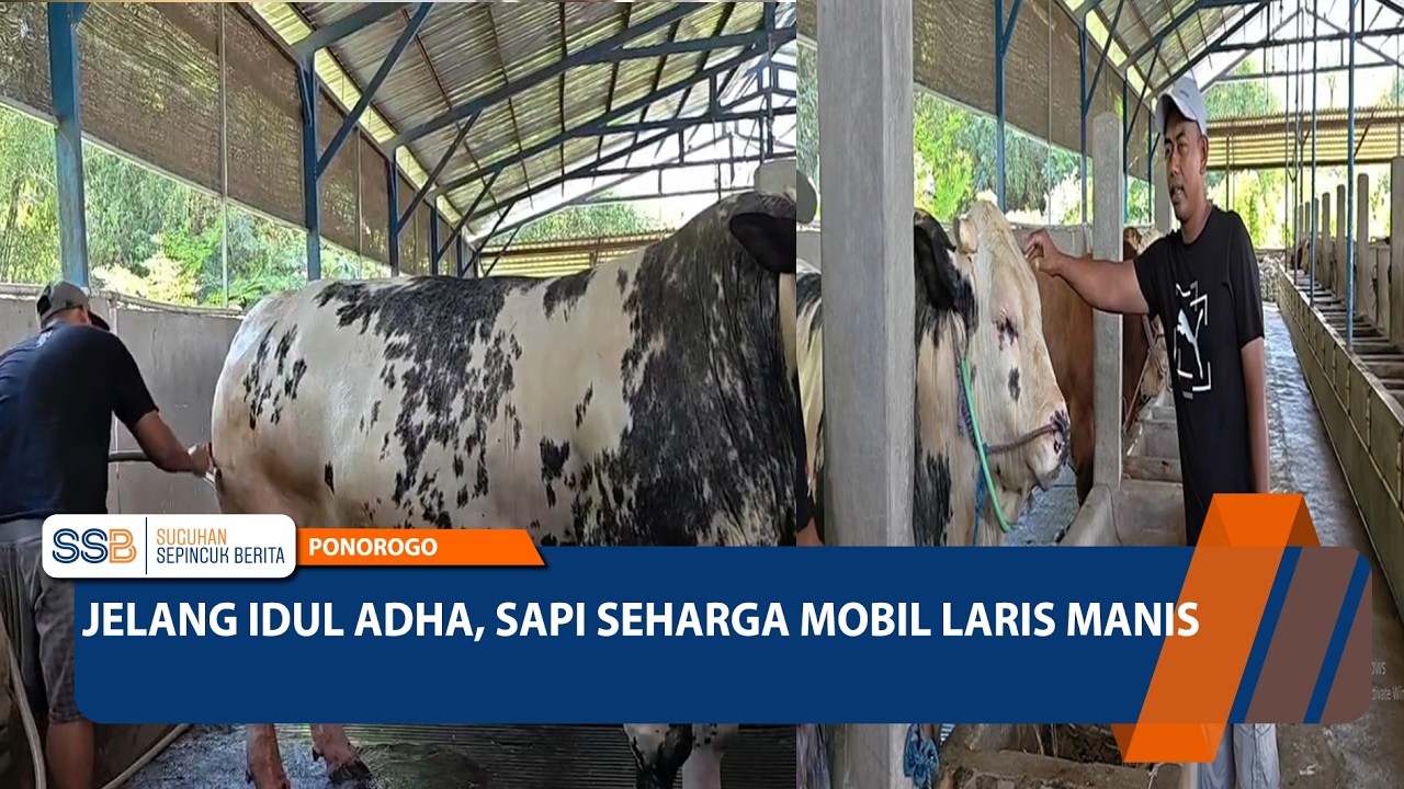 Jelang Idul Adha, Sapi Seharga Mobil Laris Manis - PONOROGO