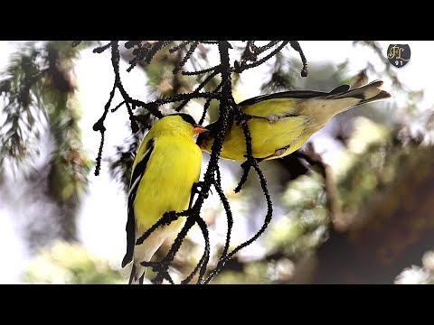 Video: Goldfinch - nkauj noog
