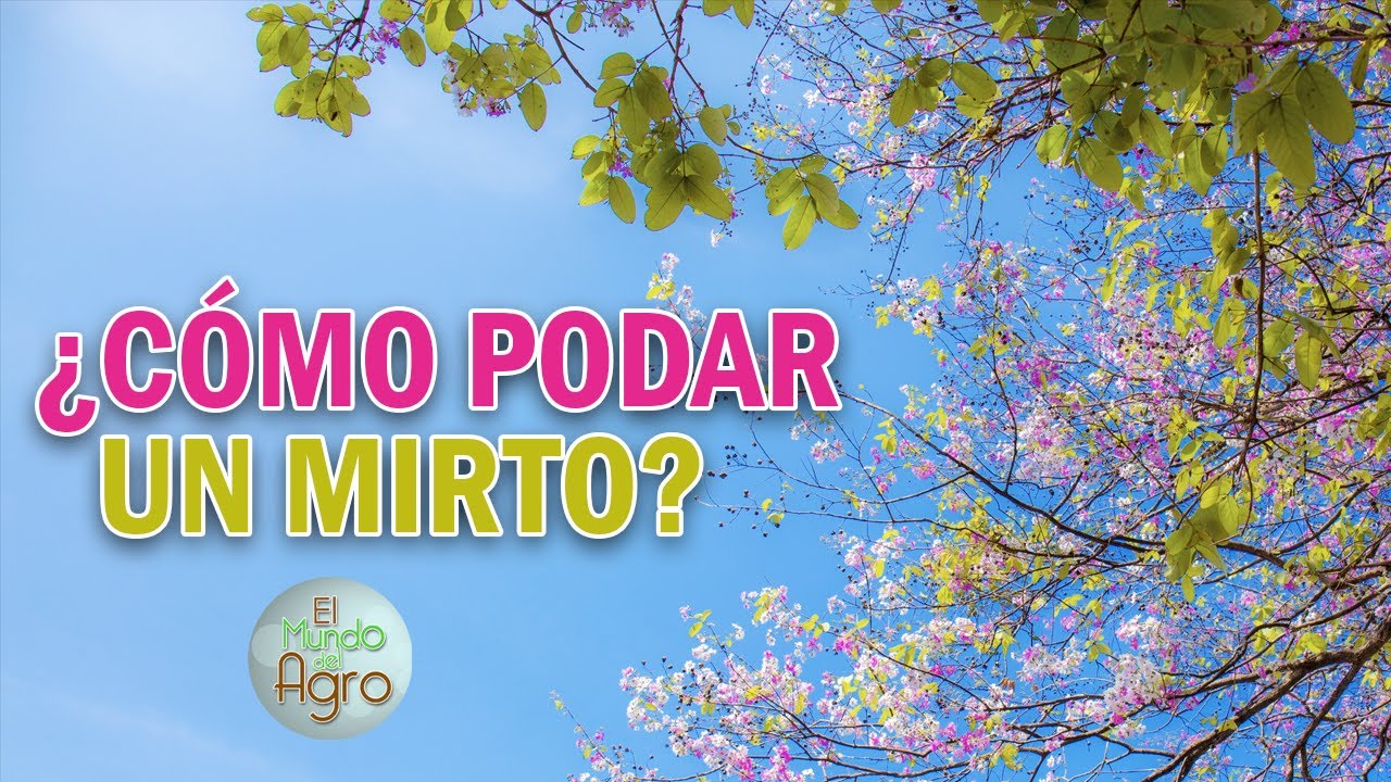 Cuidados y poda  PARA EL MIRTO [2024] 🌿