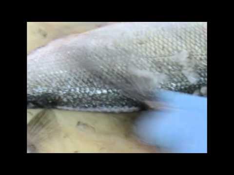 Vídeo: Bactèries De Les Basses: Per Netejar Basses De Peixos D’algues, Vegetació I Llims, MACRO-ZYME, 