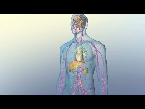 How Medications Reach Their Target Sites Within Your Body