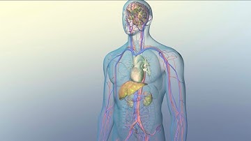 How Medications Reach Their Target Sites Within Your Body