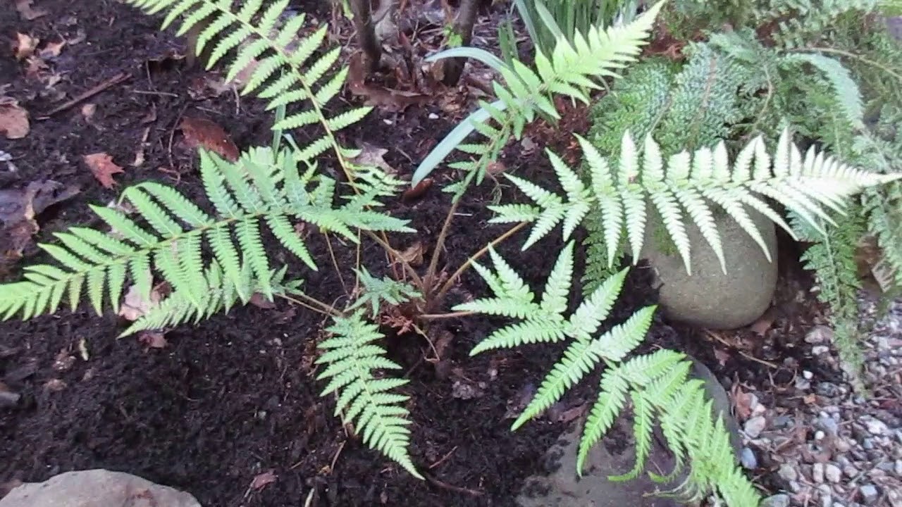 Planting a small Tasmanian Tree fern YouTube
