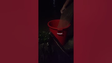 Cận Cảnh Đổ Lú Bắt Tôm Tươi Sống P1