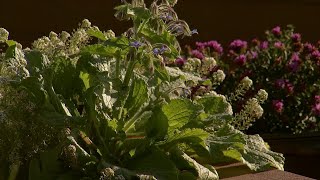 Chattanooga Area Food Bank provides fresh produce with self-maintained garden