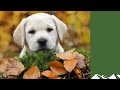 How to choose a labrador puppy