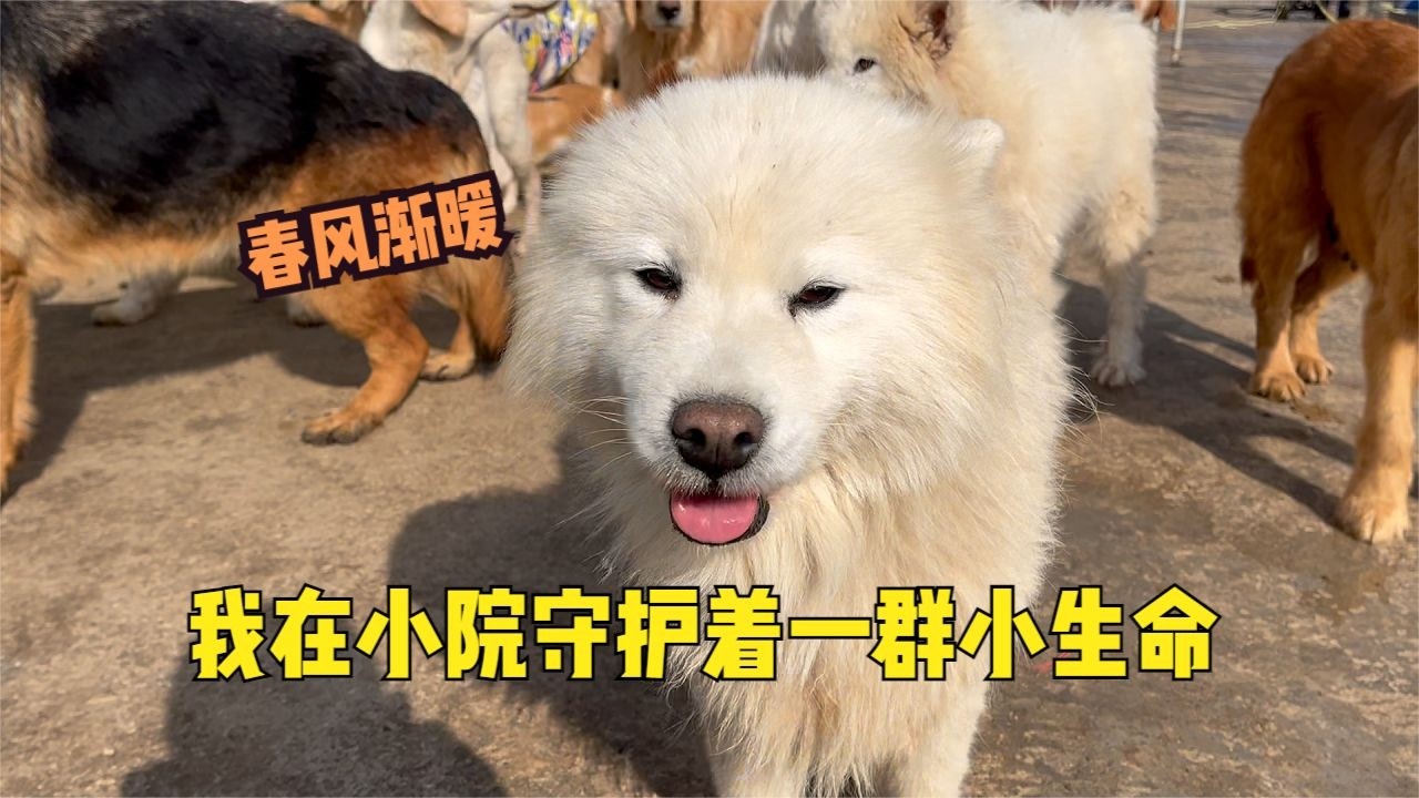 平凡日常皆是守護，春風漸暖我用一份堅守與溫柔，護毛孩平安健康