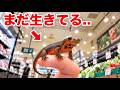 スーパーに売っていたイモリを飼育してみると...