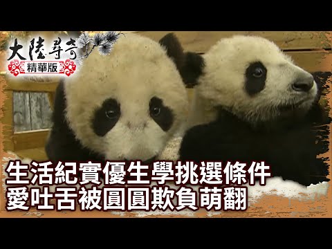 【團團離世回顧】一歲半生活紀實優生學挑選條件 愛吐舌被圓圓欺負萌翻【‪@ctvchinatv‬EP1279】