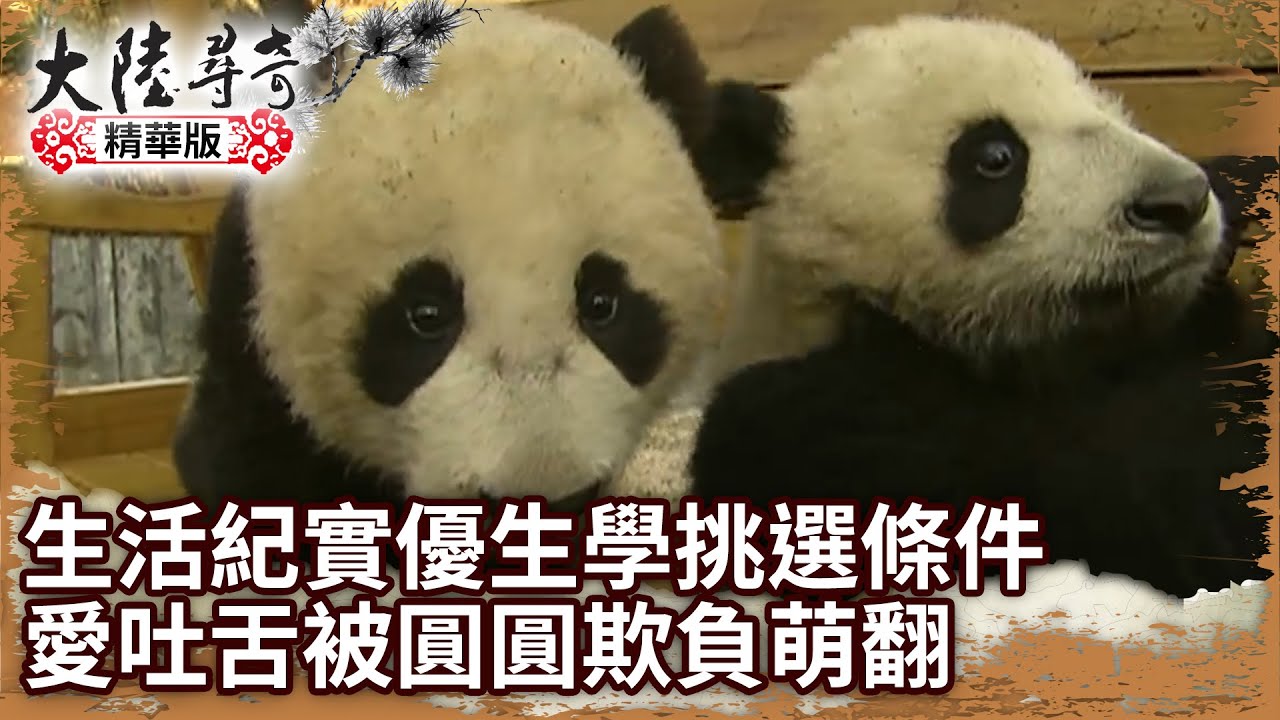 【團團離世回顧】一歲半生活紀實優生學挑選條件 愛吐舌被圓圓欺負萌翻【@ctvchinatvEP1279】