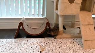 3-month energetic Maine Coon kitten keeps bumping his head by Born 2b Fluffy 180 views 4 months ago 1 minute, 5 seconds