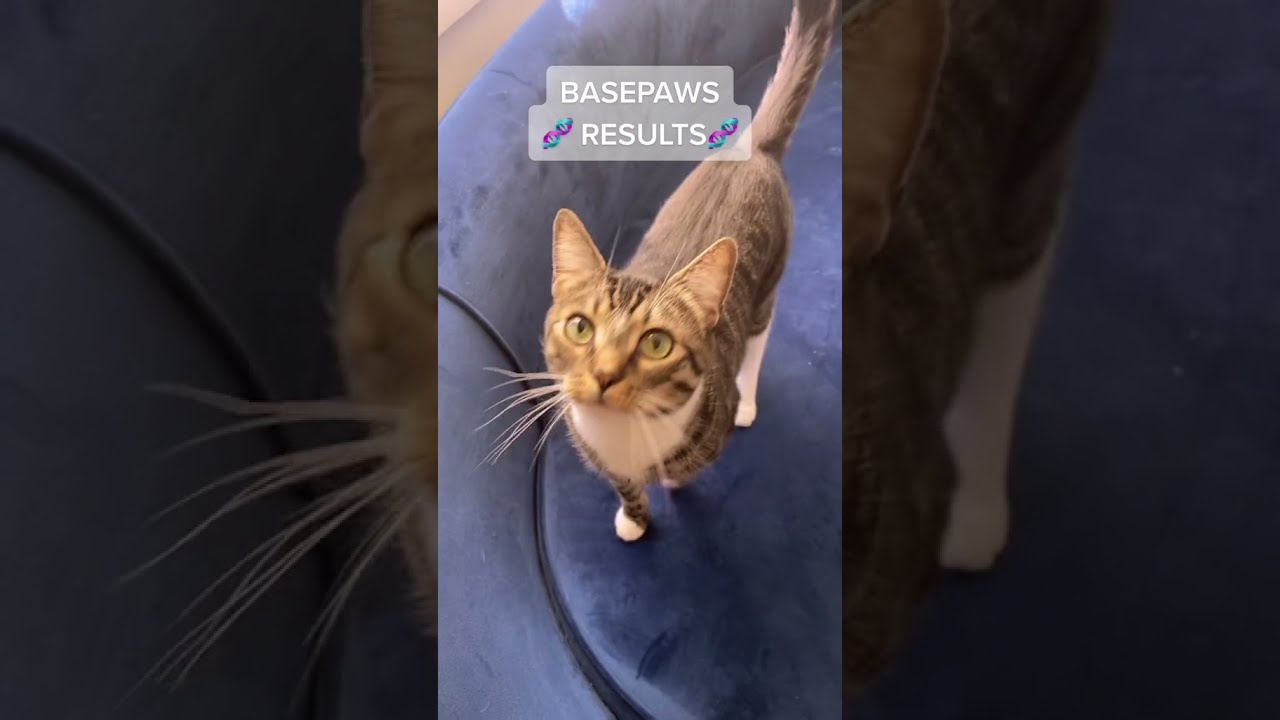 Brooklyn's Basepaws Results😸🐾