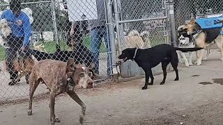 Don't Let Your Dog Hang Around Dog Park Entrances, It Can Lead To Fights by Bodhi's World 406 views 11 days ago 10 minutes, 11 seconds