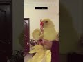 Watch till the end❤️ #fypシ #unfrezzmyaccount #talkingparrot #pets #trending #bome #shorts #viral