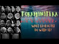 FORAMINIFERA Tiny fossil big discovery!|The geo factor| #geology #fossil #hydrocarbon