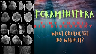FORAMINIFERA Tiny fossil big discovery!|The geo factor| #geology #fossil #hydrocarbon
