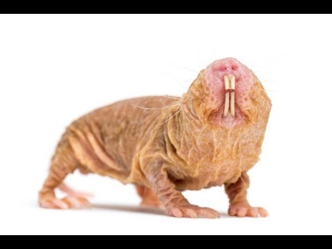 25 Fascinating Facts About Naked Mole Rats | Unveiling the Wonders of
