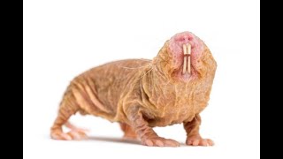25 Fascinating Facts About Naked Mole Rats | Unveiling the Wonders of Nature's Strangest Creature