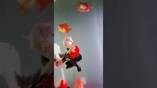 " Terjun Bebas Rumah Baru KoKI " #ikanhiaskoki #aquarium #goldfish #funny #shrots