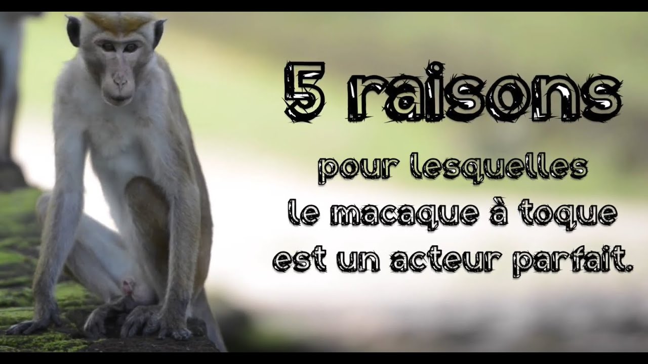 Le macaque à toque, un acteur parfait