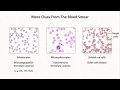 Anemia: Lesson 4 - Clues from the blood smear