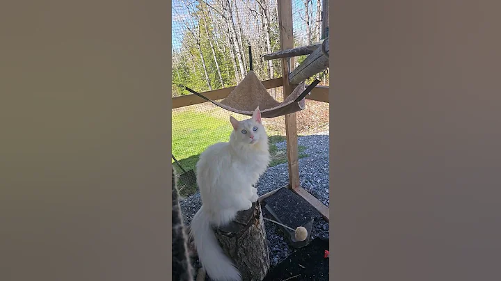 Watch the video about Birds and bugs #cat #maincoonkitten #kitten #mainecoon #cuteanimal #catio