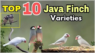 Top 10 Java finch Varieties | Java finch mutations | Types of Java rice sparrows
