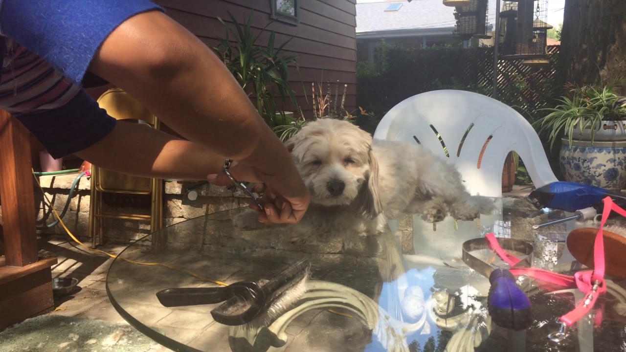 How to Scissor cut a small dog on 7/1/17 at 315 pm YouTube