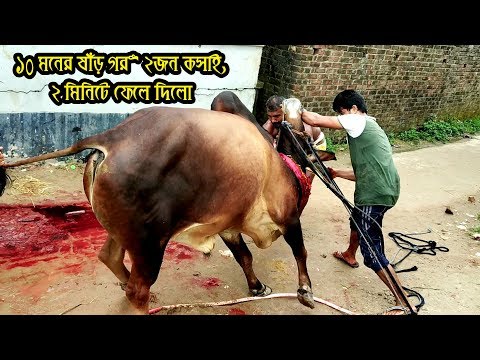 Huge Kurbani cow Done by Professional Butcher, || 2018 Kurbani Eid ||