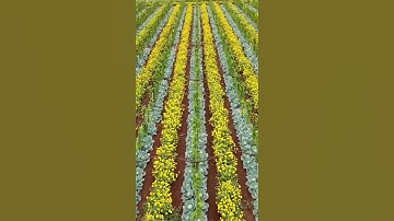 Multiple Cropping 🚜🚜