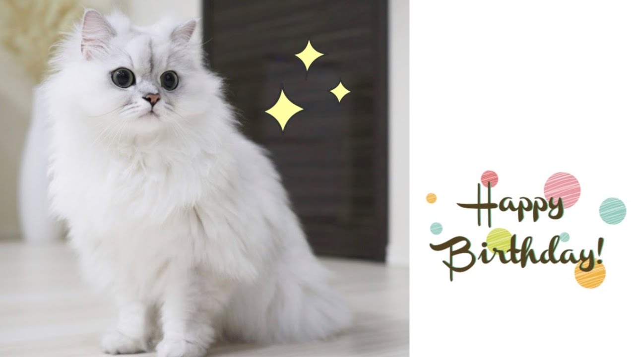 3歳になりました🎂🎉 - YouTube