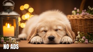 12 Hours Of Dog Healing Music🎵 Anti Separation Anxiety Relief Music 🐶Dog Calming Music💖No Ads