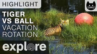 Tiger Vs Ball - Big Cat Rescue - Live Cam Highlight by Explore Cats Lions Tigers 4,192 views 6 years ago 1 minute, 44 seconds