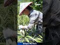Harvesting Pineapple: Expert Farmer Shows Technique in Field