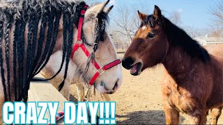 Lumi Meets The Foals, Barn Chores, Lessons, Riding, & More! by Free Spirit Equestrian 82,545 views 2 months ago 30 minutes