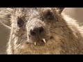 Best of Animal Teamwork | Part 1 | BBC Earth