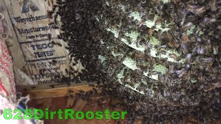 Why Don't You Just Poison The Bees??  I'll Show You Why.