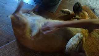 Dog Belly Rub - Scratch Reflex - Kratzreflex