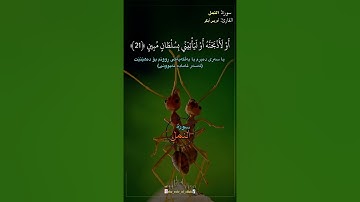 027 Surat Al Naml / Idriss Abkar الشیخ إدريس أبكر| سورة النمل #quran