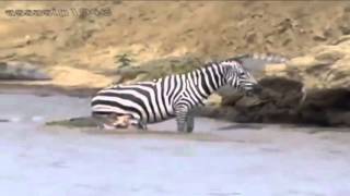 ЖЕСТЬ  крокодил разорвал зебру