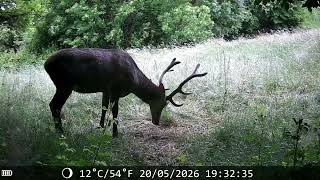 Cervo in velluto🦌#fototrappola #fototrappolaggio #cervi #nature #coolifepro 