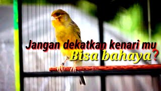 Bisa bahaya?? bila kenari mu dengar suara kenari ni seketikan langsung emosi bunyi gacor park #89