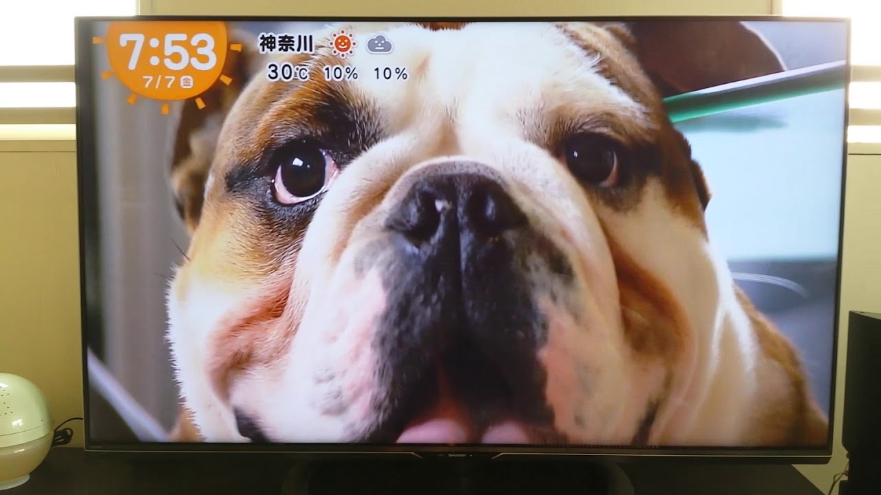 きょうのわんこ ブルドッグ Bulldog Youtube