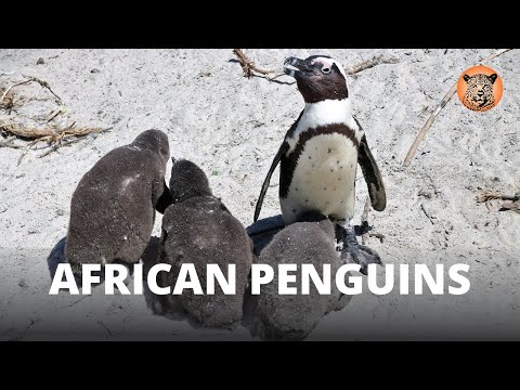 Video: Je, preen inaweza kutumika katika bustani za mboga?