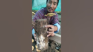 Story of Ganoderma Lucidum by Farmer & I