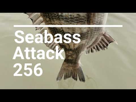 【Seabass Attack 256】河口 【シーバス】