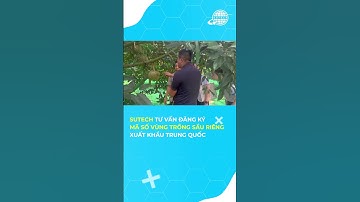 SUTECH khảo sát vùng trồng sầu riêng xuất khẩu Trung Quốc công ty Thái Thành #shorts
