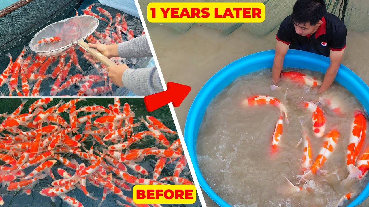 1-Year TRANSFORMATION of KOI FISH from Maruyama Koi Farm in Mud Pond | Amazing Koi Development